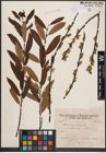 Foto von Salix cinerea L. x Salix viminalis L.